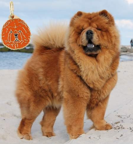 Incisa medaglietta per cani - rosso chow chow - Smile